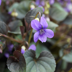 Viola labradorica of labradorviooltje