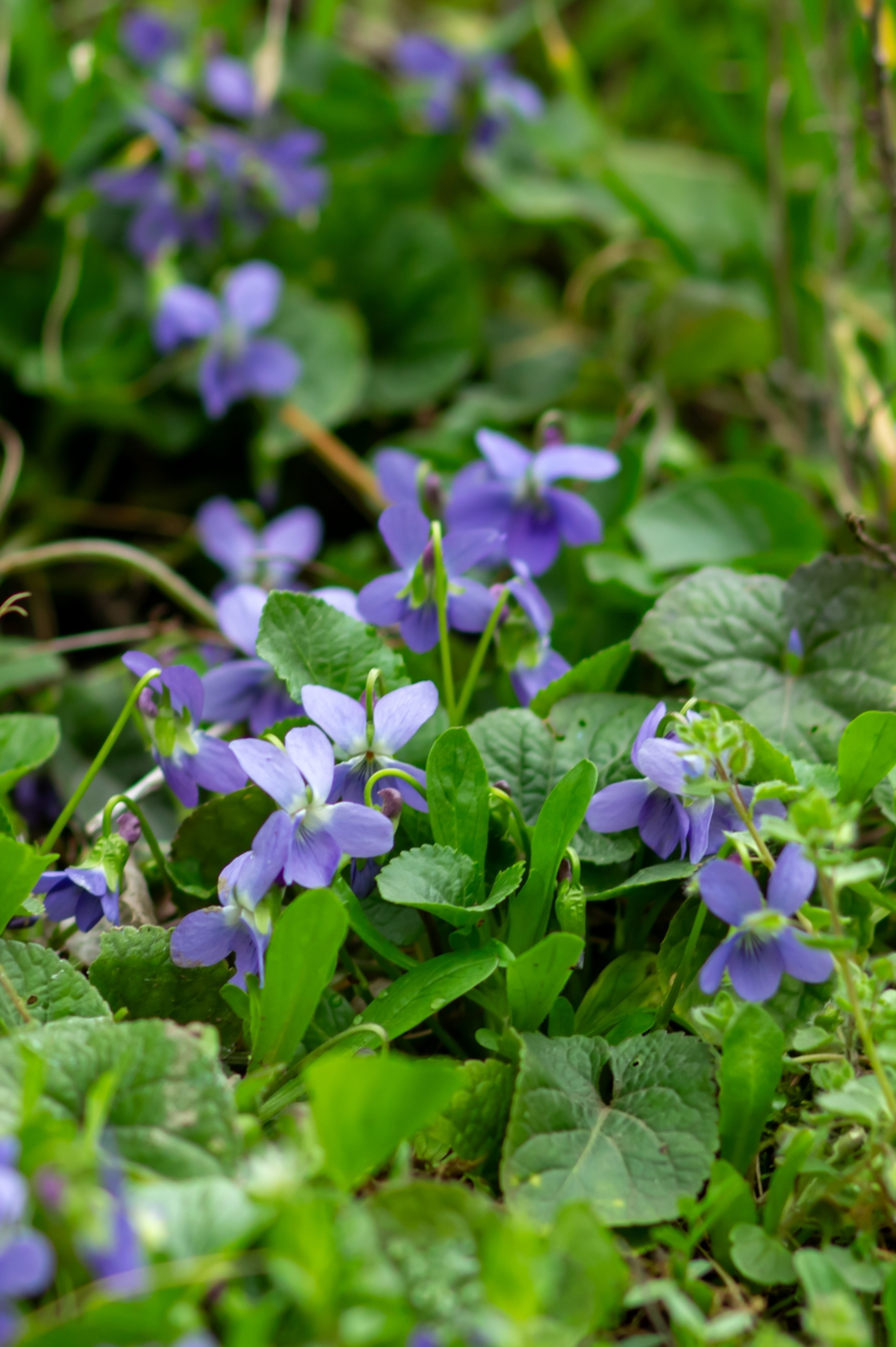 labradorviooltje of viola labradorica