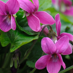 Viola odorata 'Rubra'