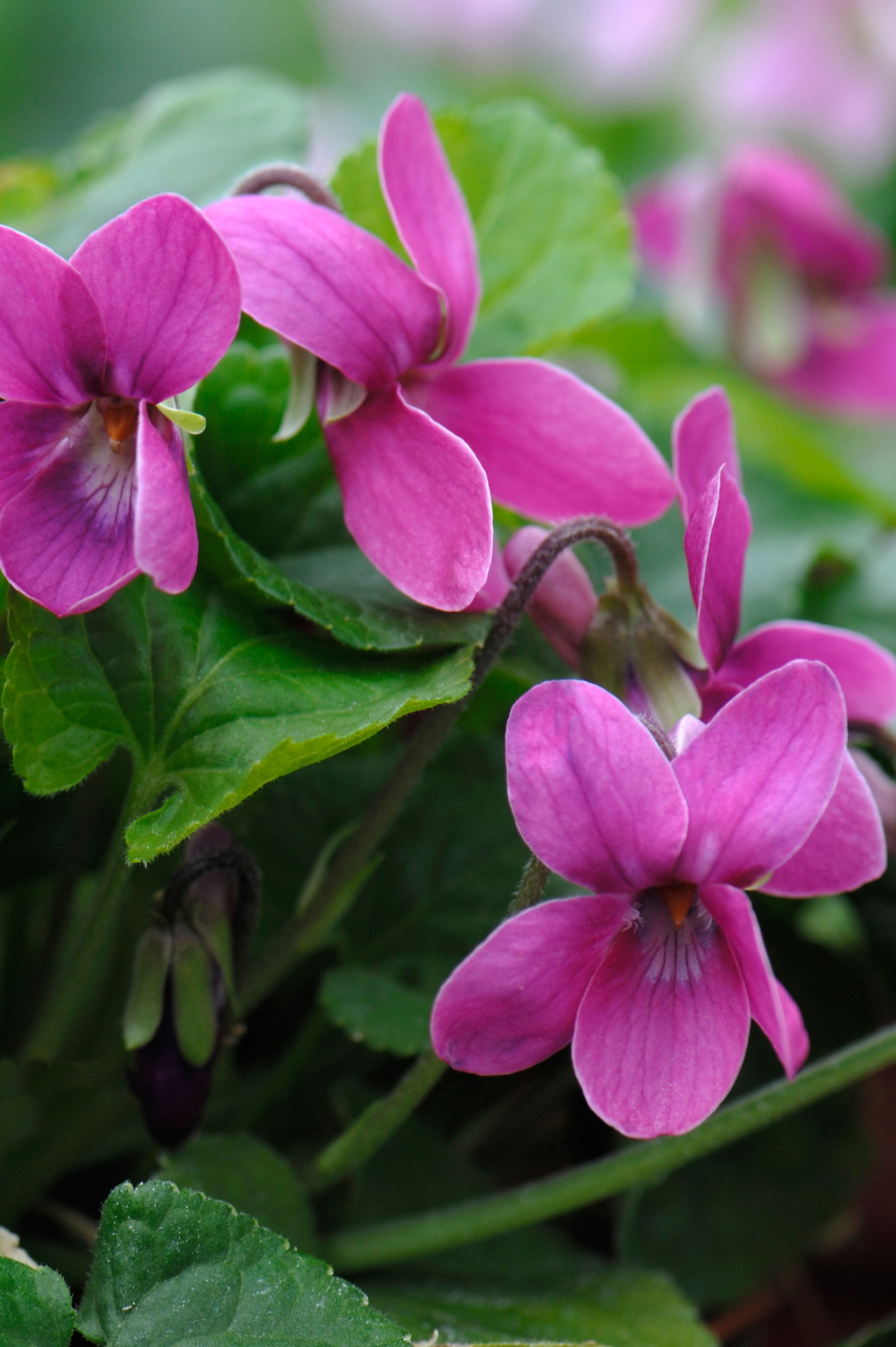 Viola odorata 'Rubra'