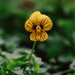 Viola cornuta 'Tiger Eye Yellow'-Angelo