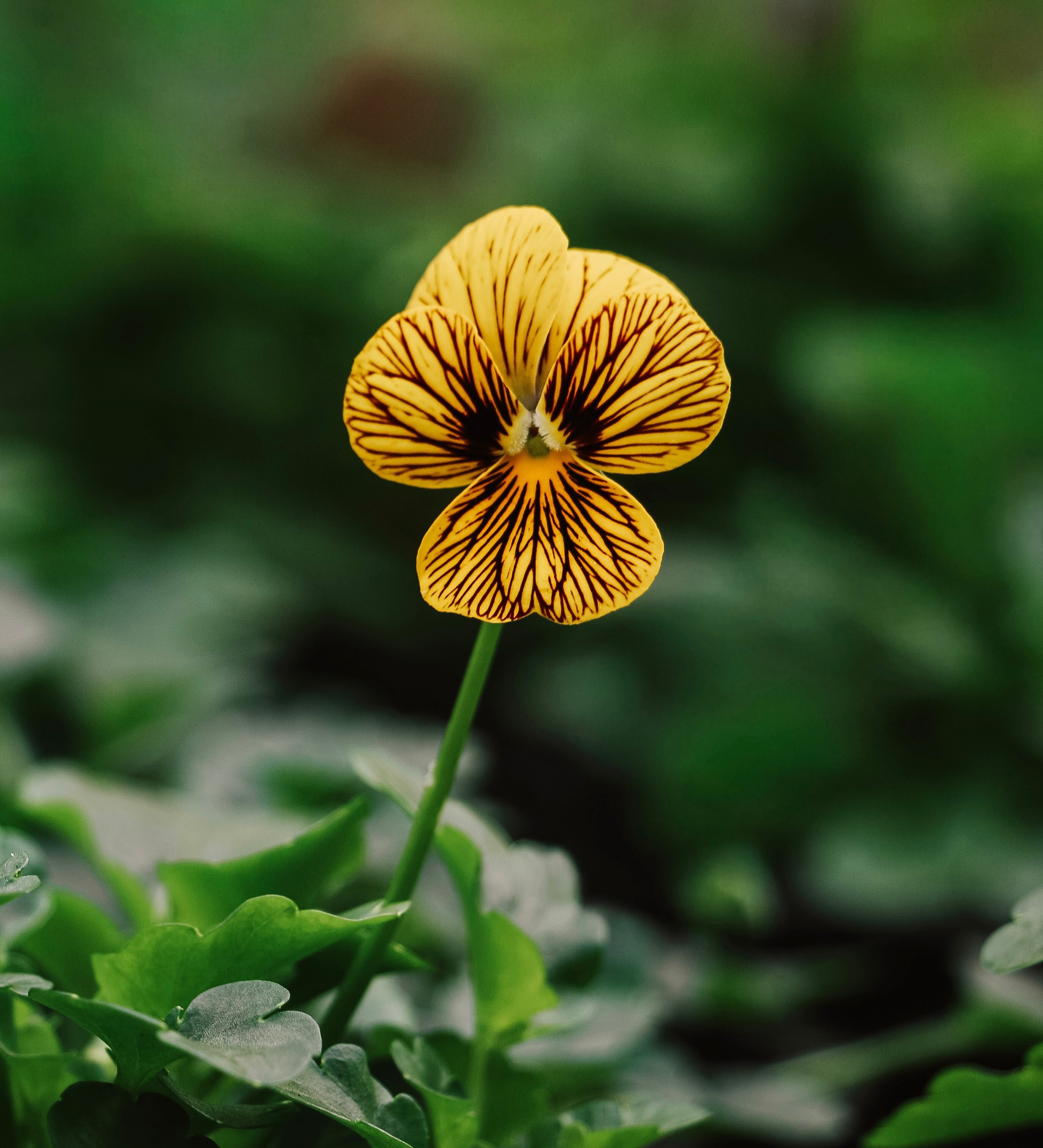Viola cornuta 'Tiger Eye Yellow'-Angelo