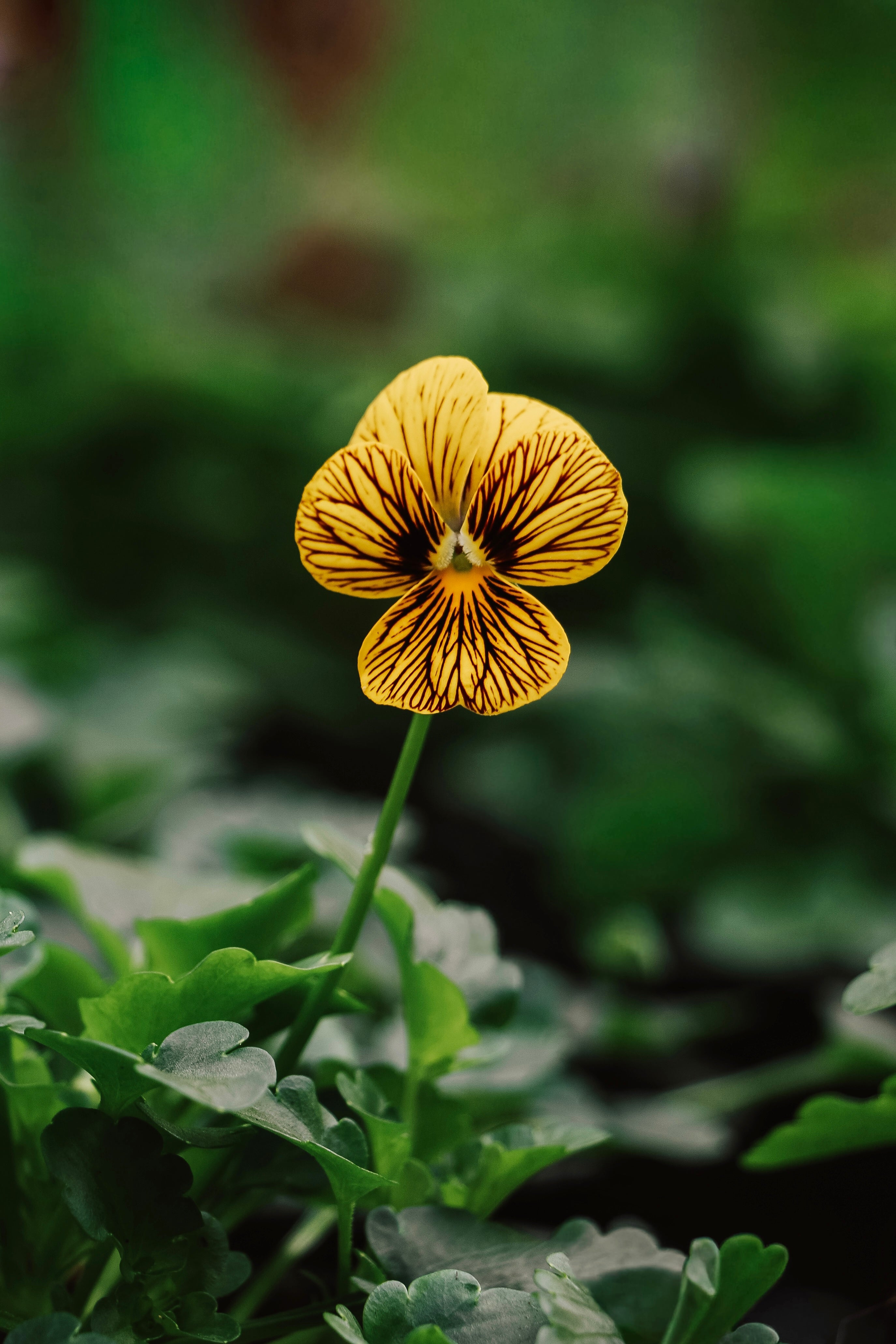 Viola cornuta 'Tiger Eye Yellow'-Angelo
