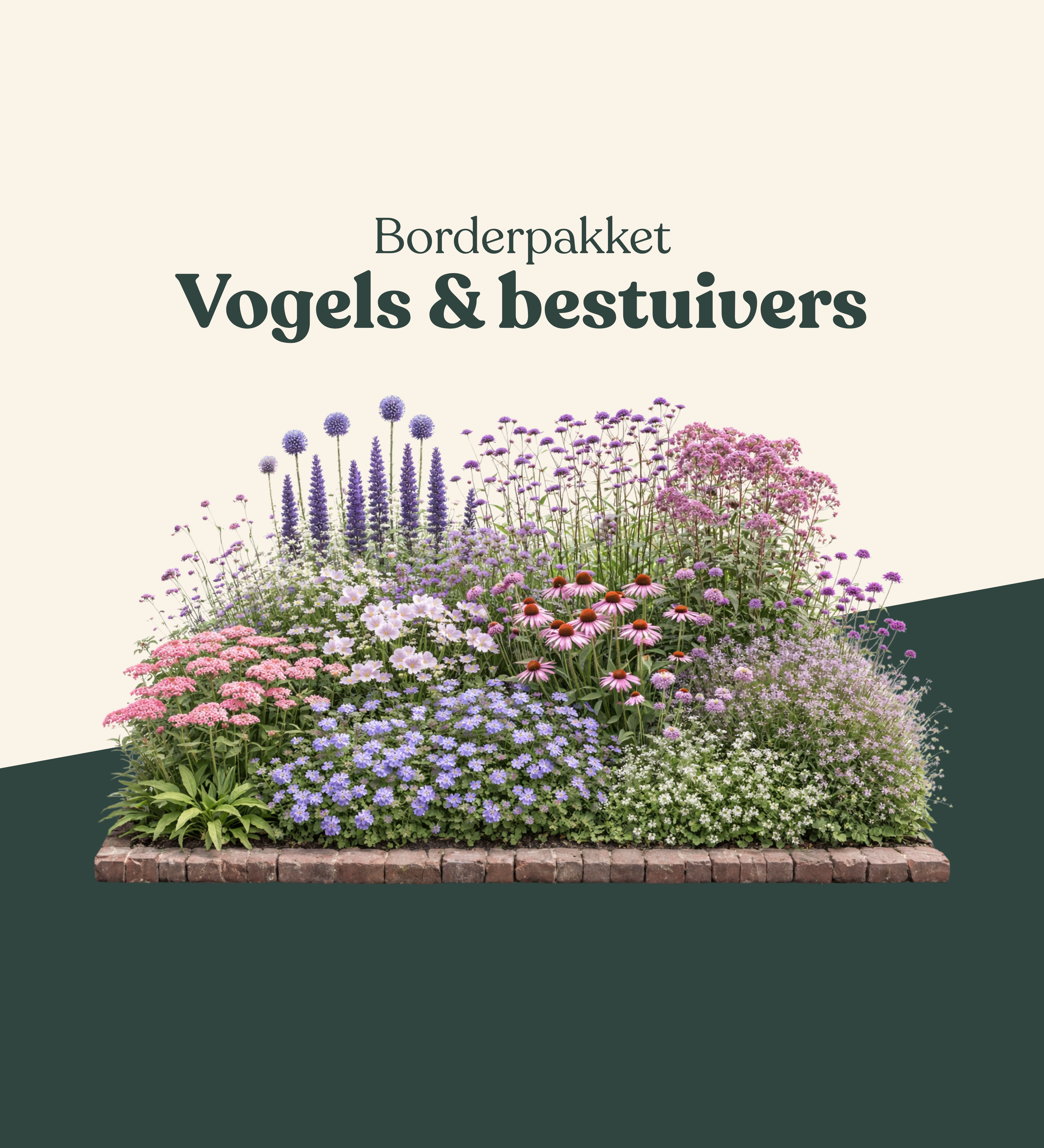 Borderpakket: vogels & bestuivers-Angelo