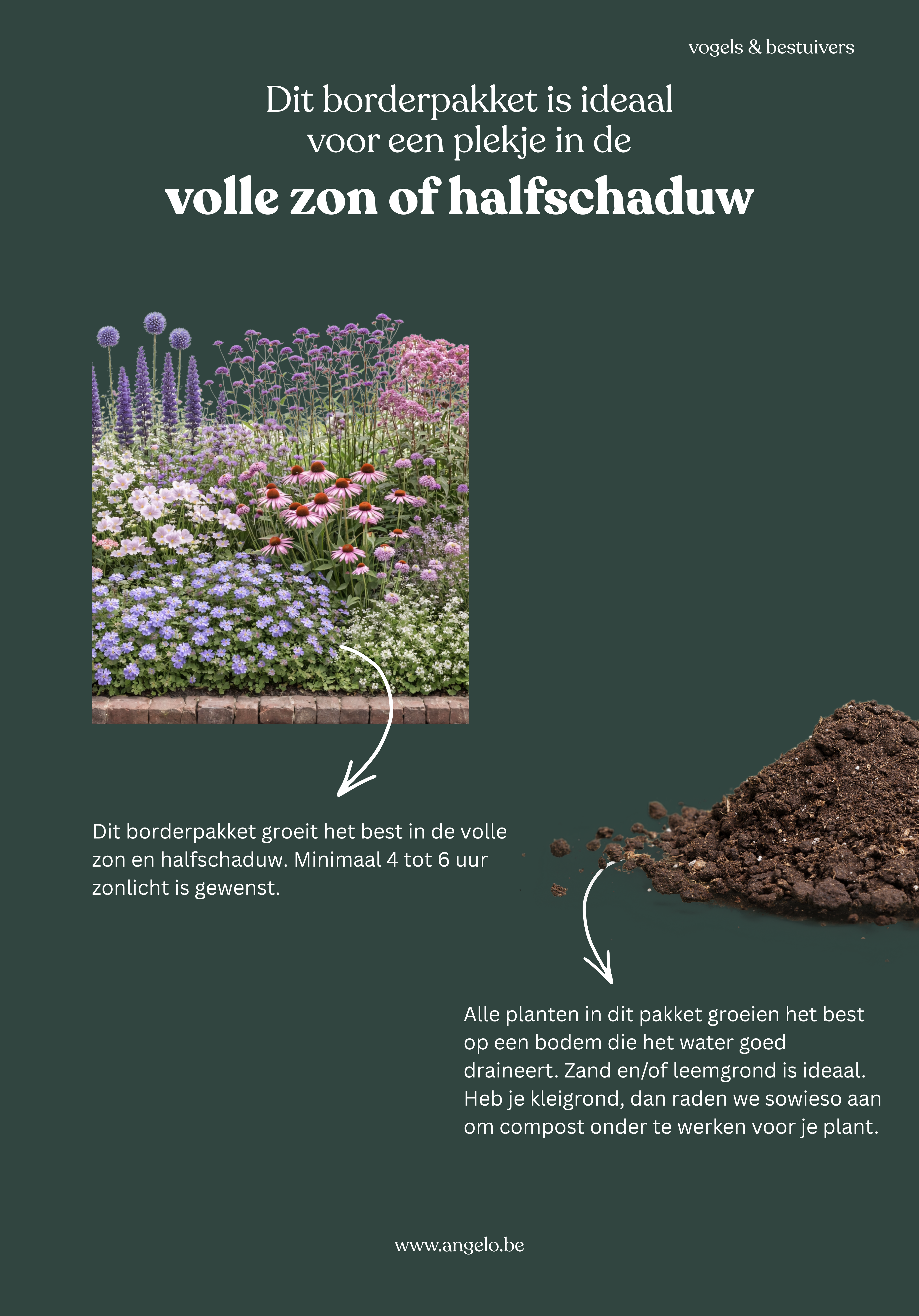 Borderpakket: vogels & bestuivers-Angelo