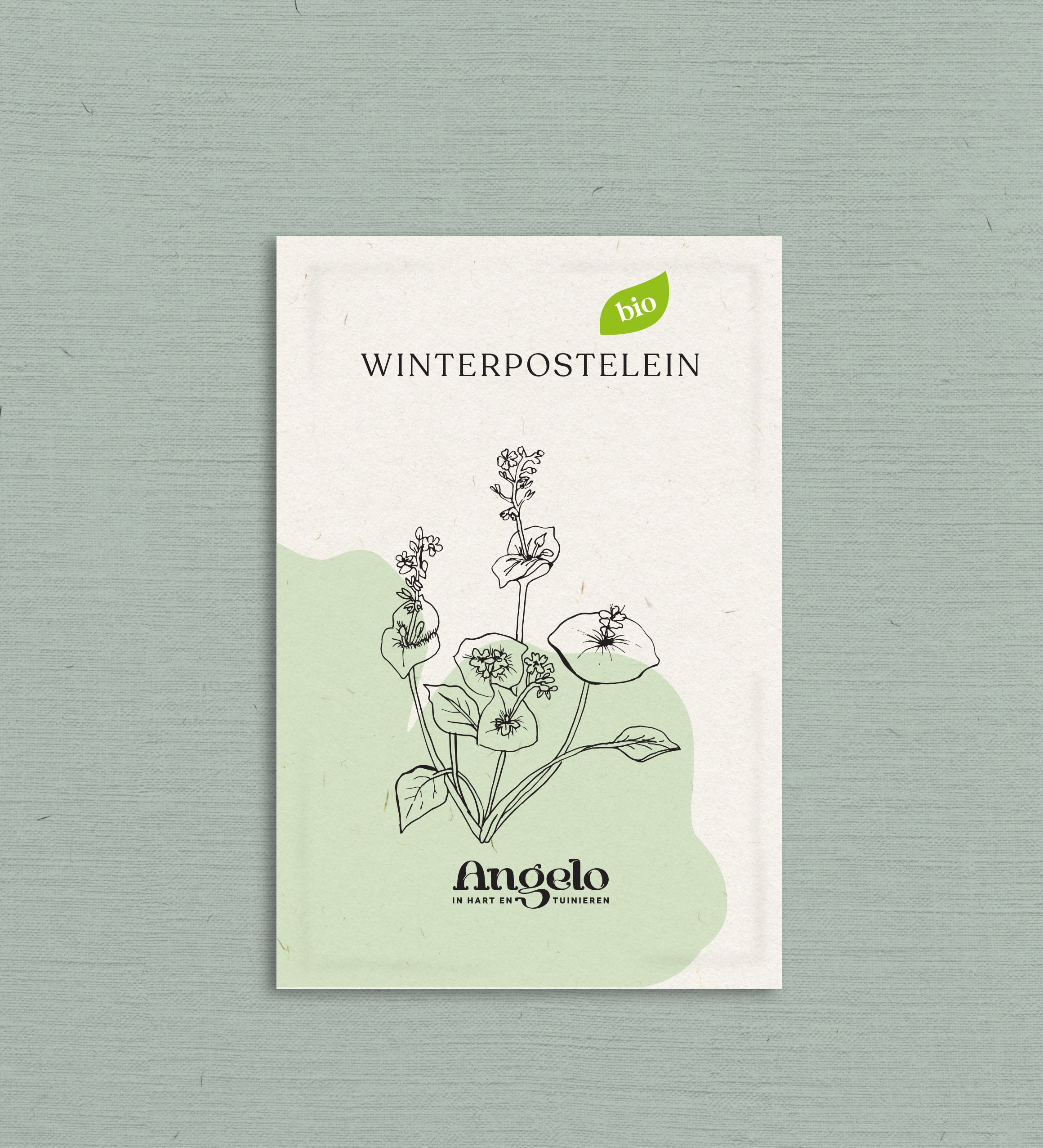 Winterpostelein-Angelo
