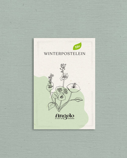 Winterpostelein-Angelo