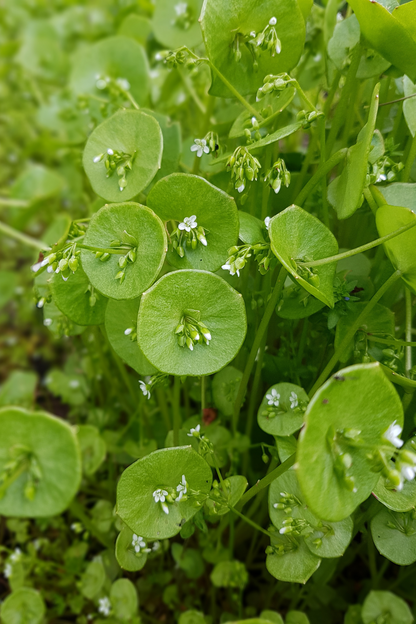 Winter purslane