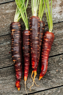 Wortel 'Rouge Sang'-Angelo