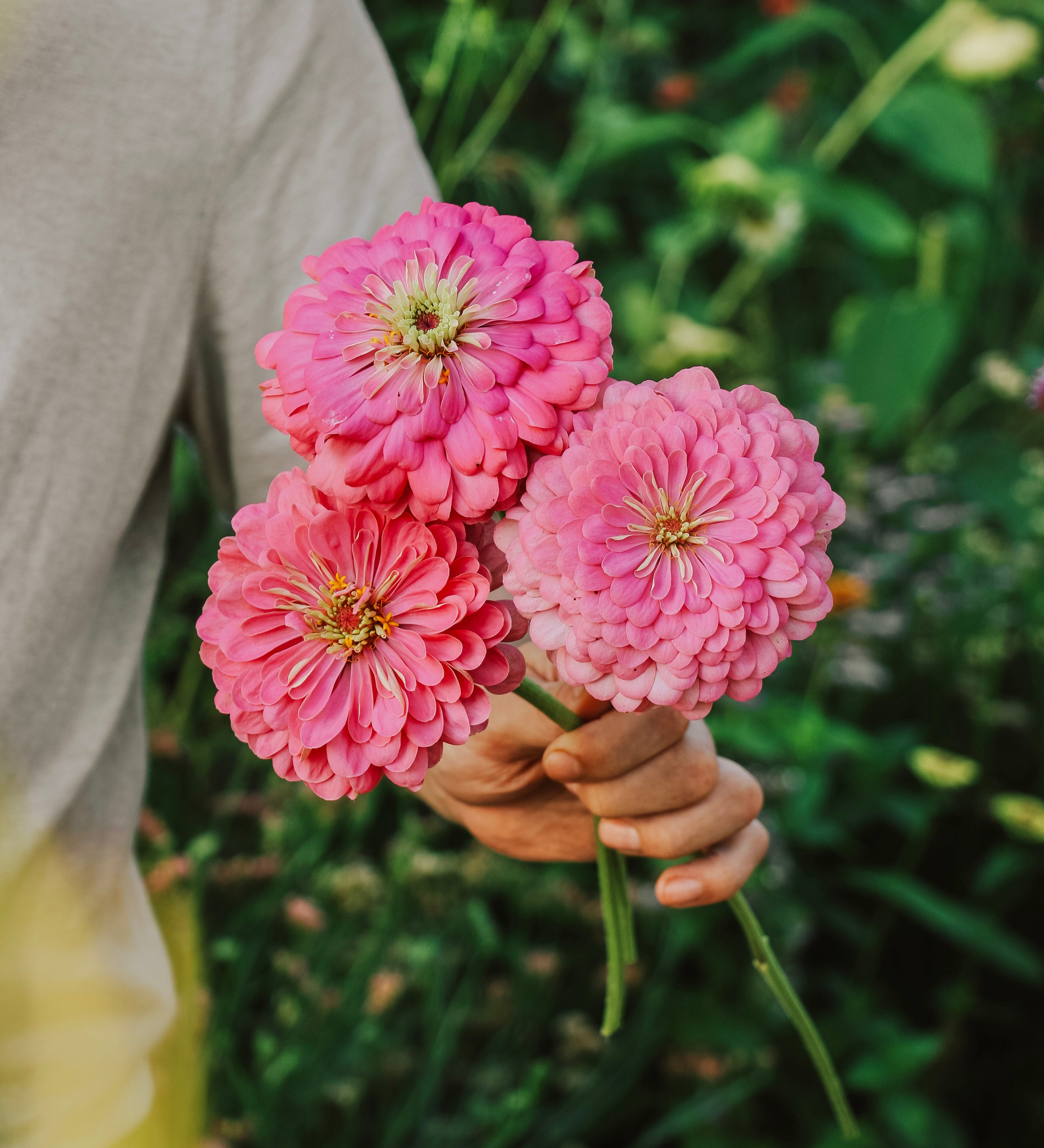 Zinnia elegans 'Benary Giant Bright Pink'-Angelo
