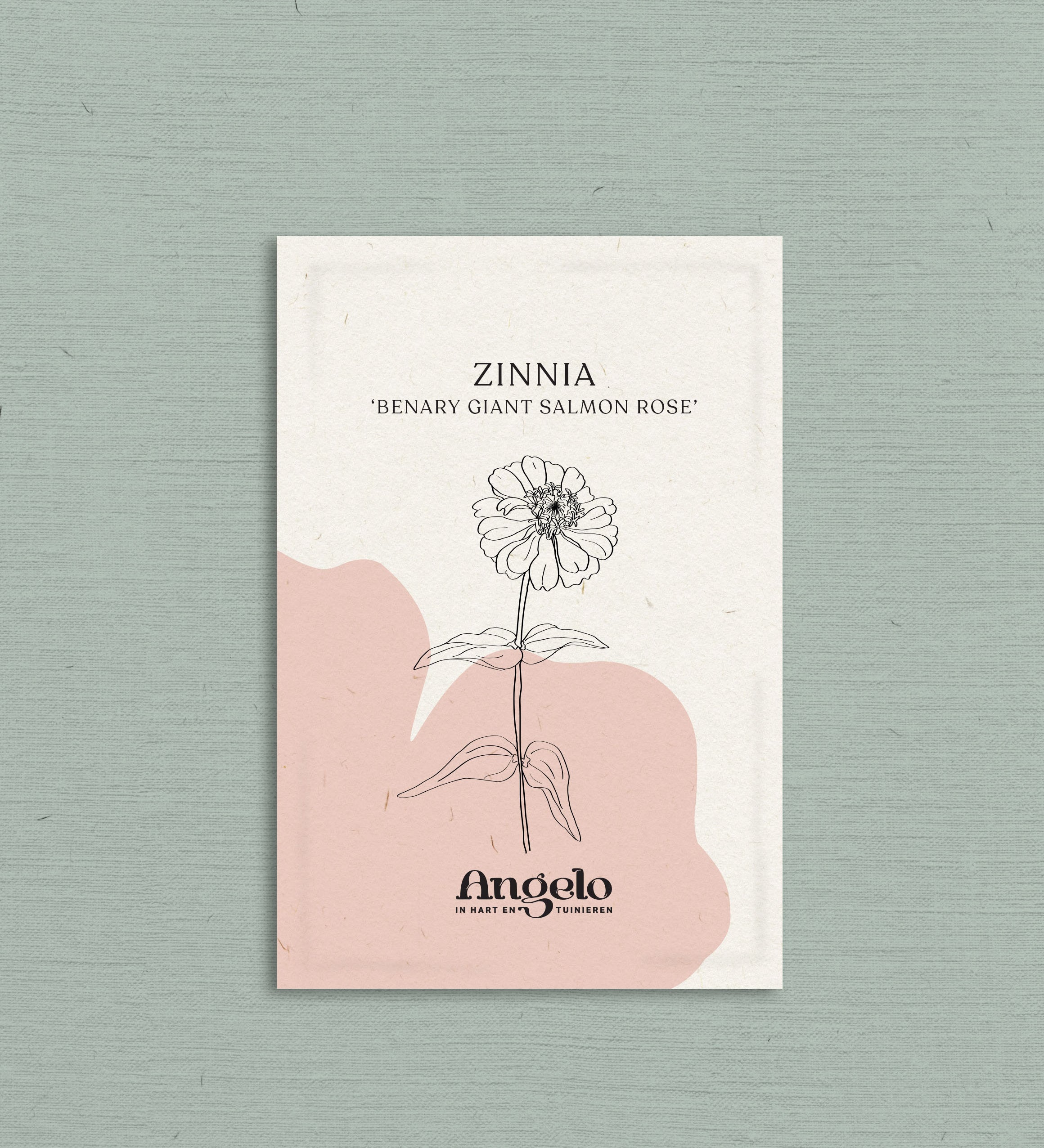 Zinnia elegans 'Benary Giant Salmon Rose'-Angelo