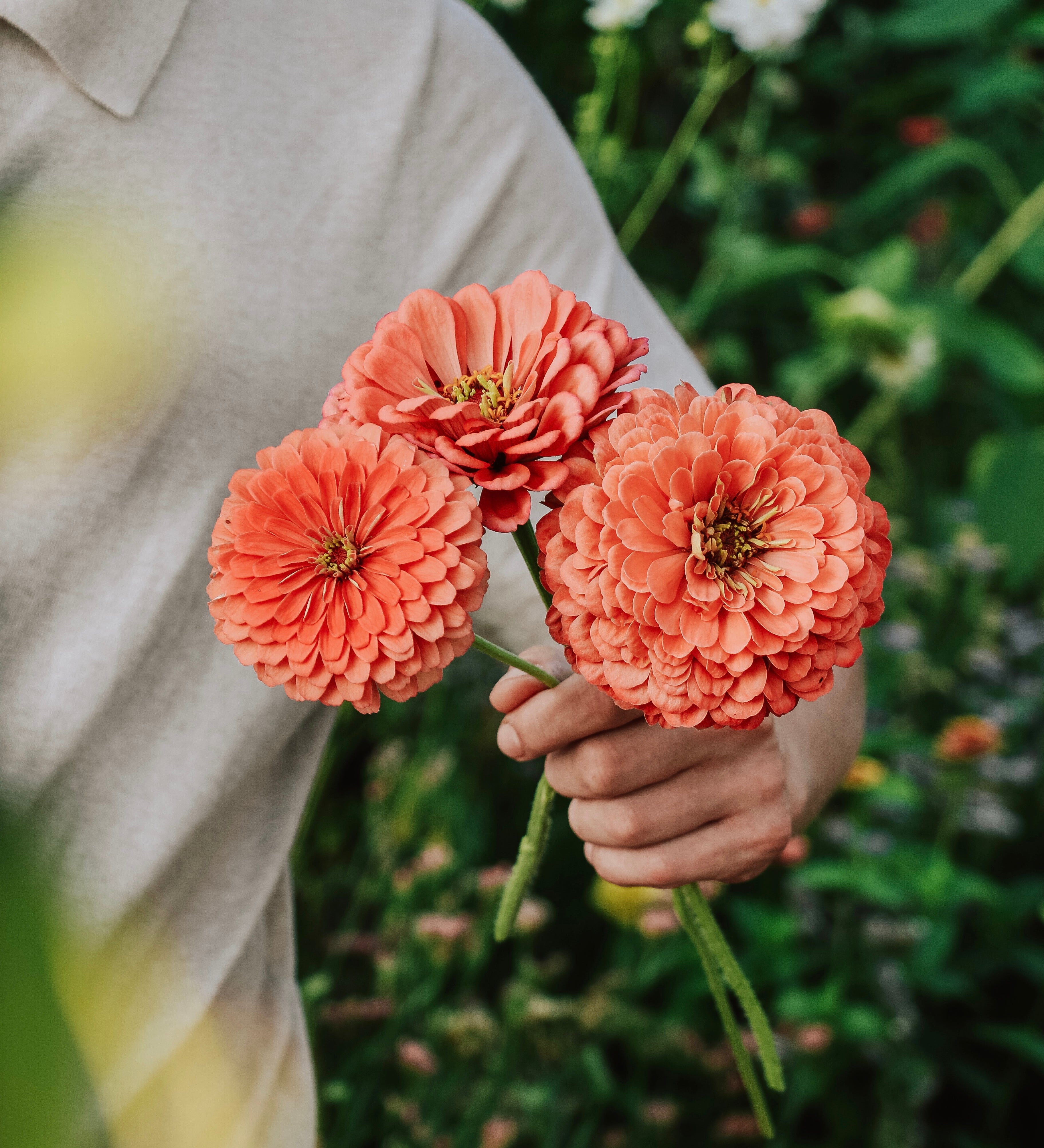 Zinnia elegans 'Benary Giant Salmon Rose'-Angelo