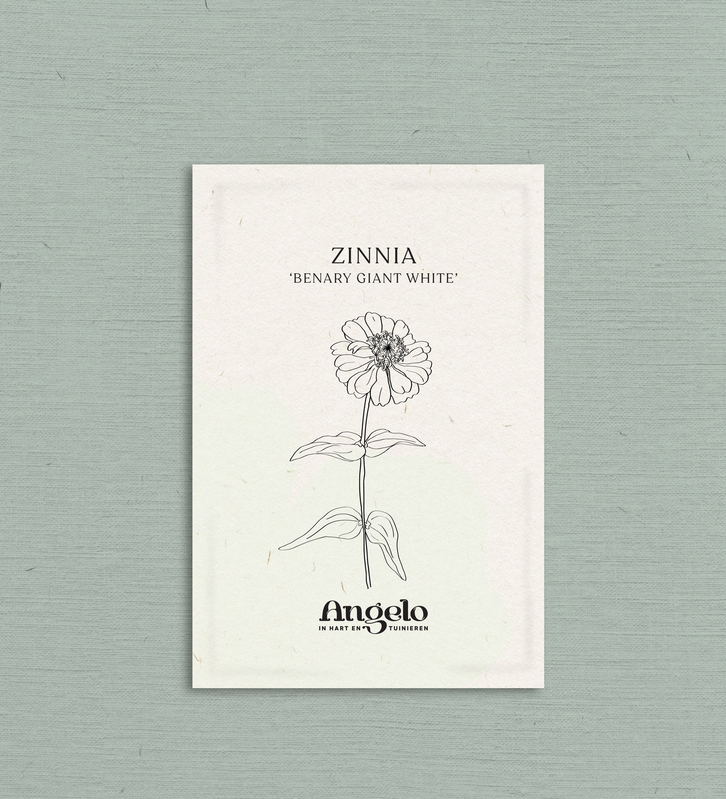 Zinnia elegans 'Benary Giant White'-Angelo