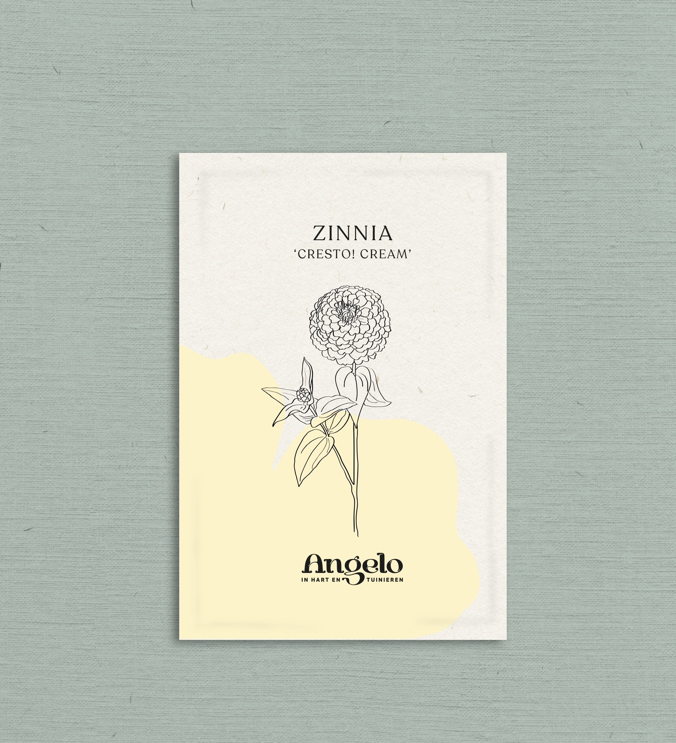 Zinnia elegans 'cresto! cream'-Angelo