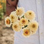 Zinnia elegans 'cresto! cream'-Angelo
