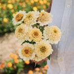 Zinnia elegans 'cresto! cream'-Angelo