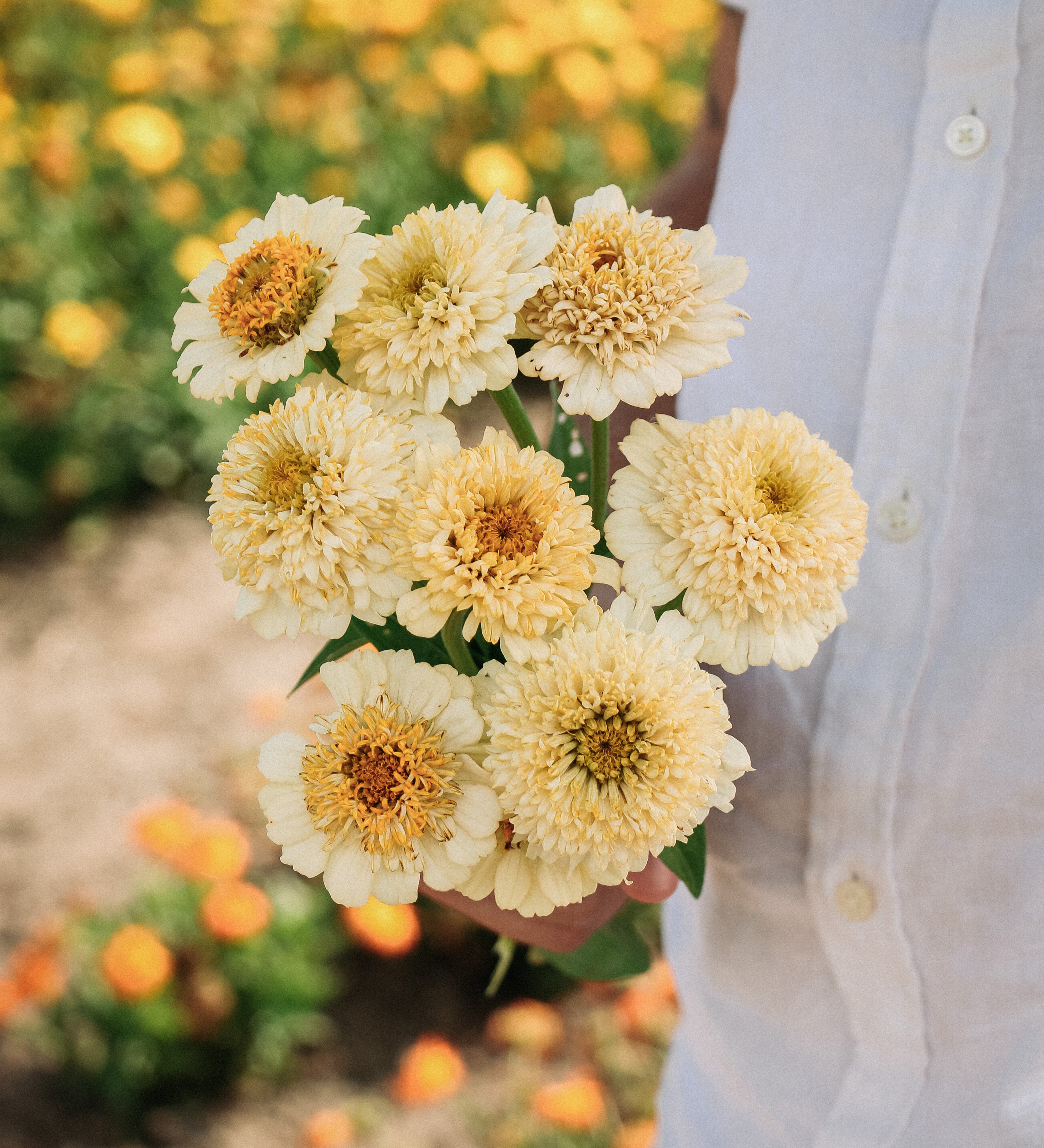 Zinnia elegans 'cresto! cream'-Angelo