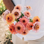 Zinnia elegans 'cresto! peachy pink'-Angelo