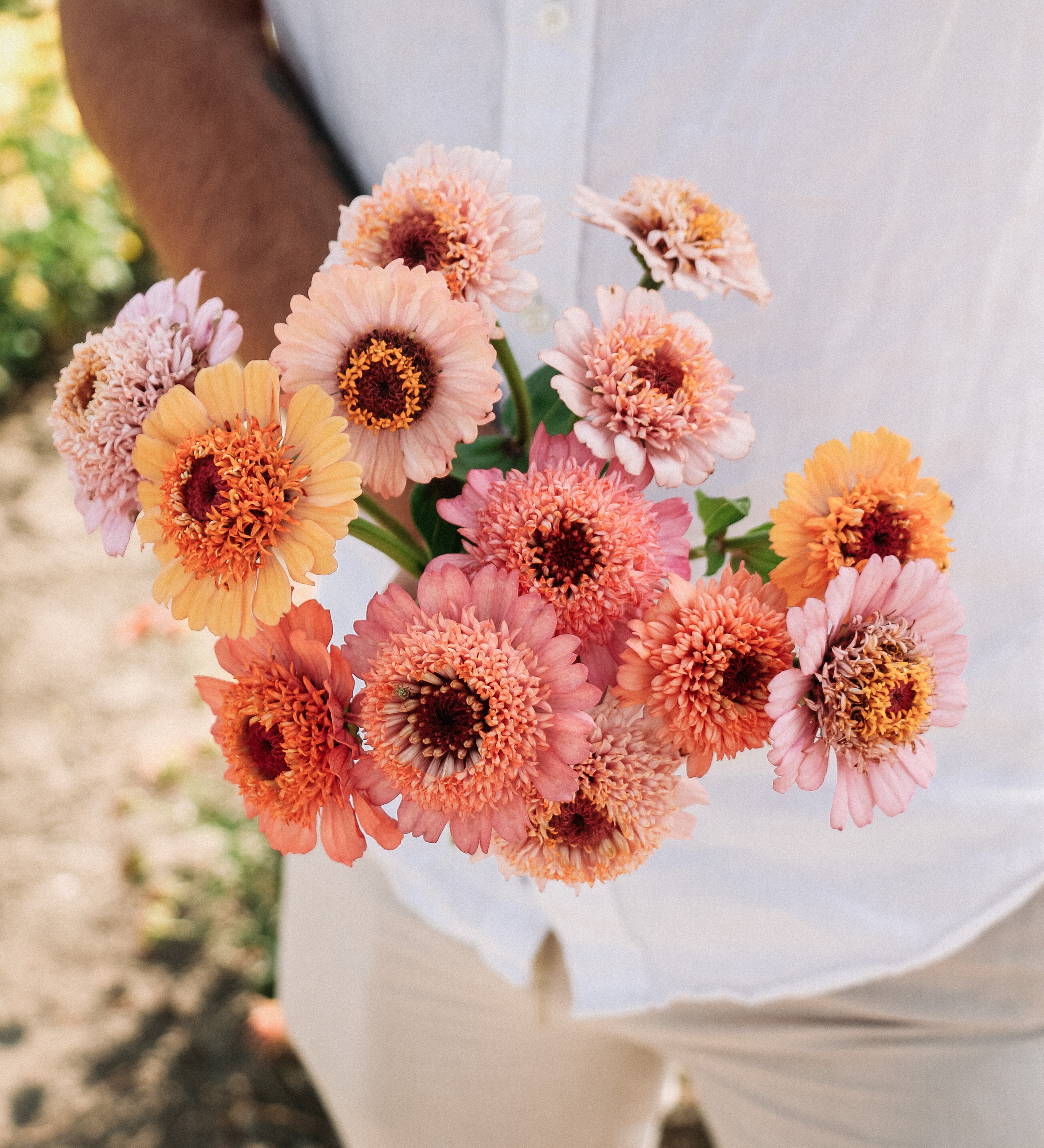 Zinnia elegans 'cresto! peachy pink'-Angelo
