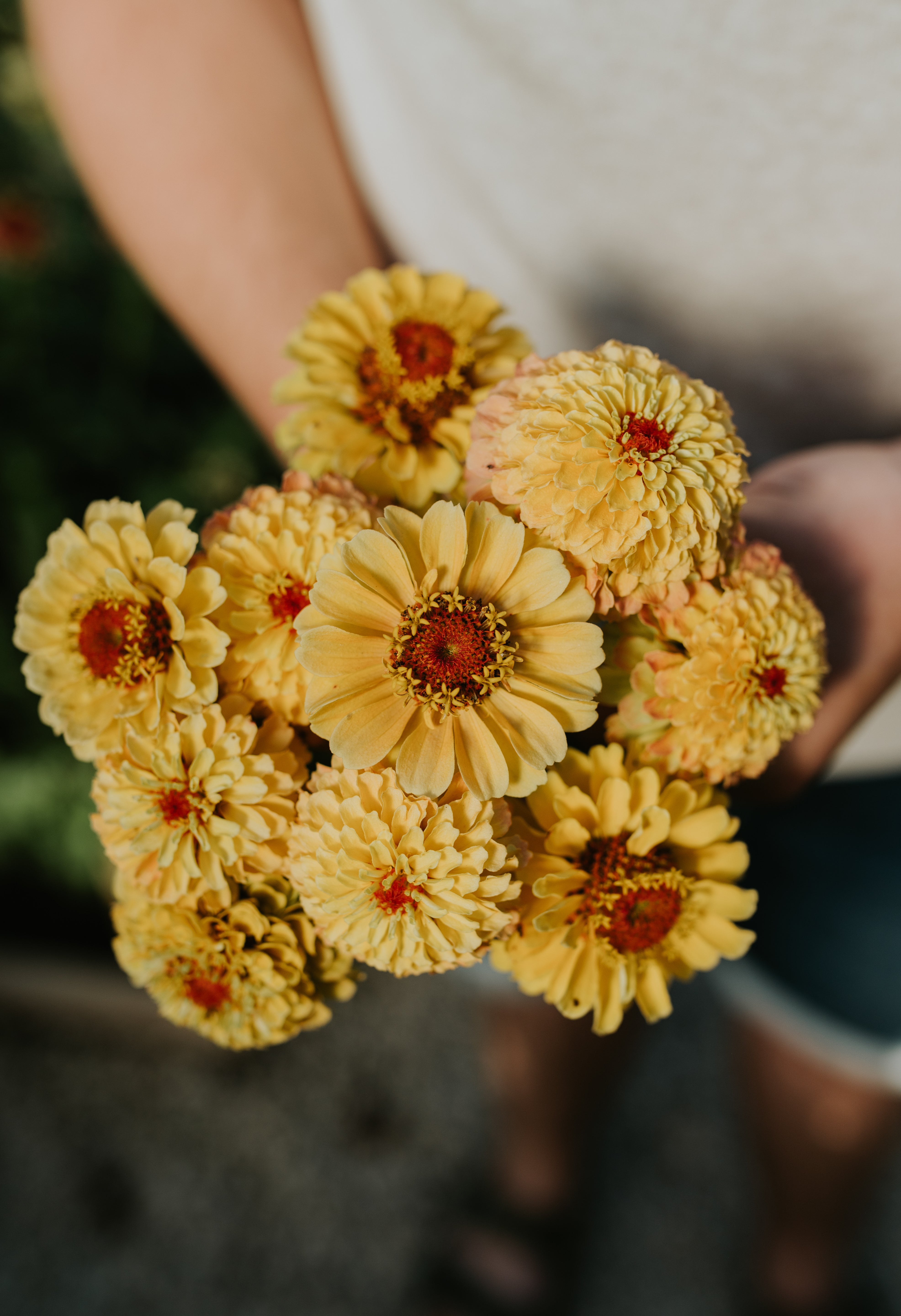 Zinnia elegans 'Lemon Peach'-Angelo
