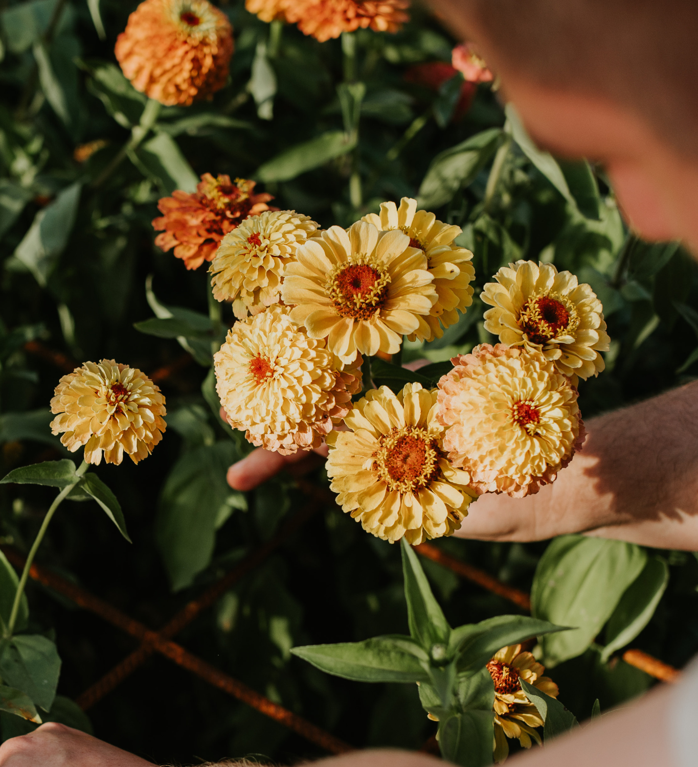 Zinnia elegans 'Lemon Peach'-Angelo