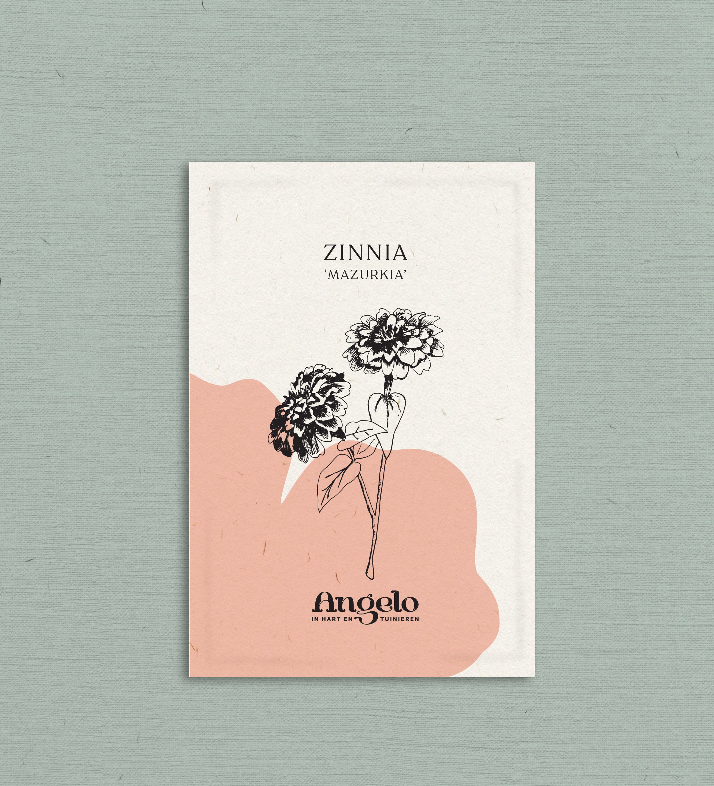 Zinnia elegans 'Mazurkia'-Angelo