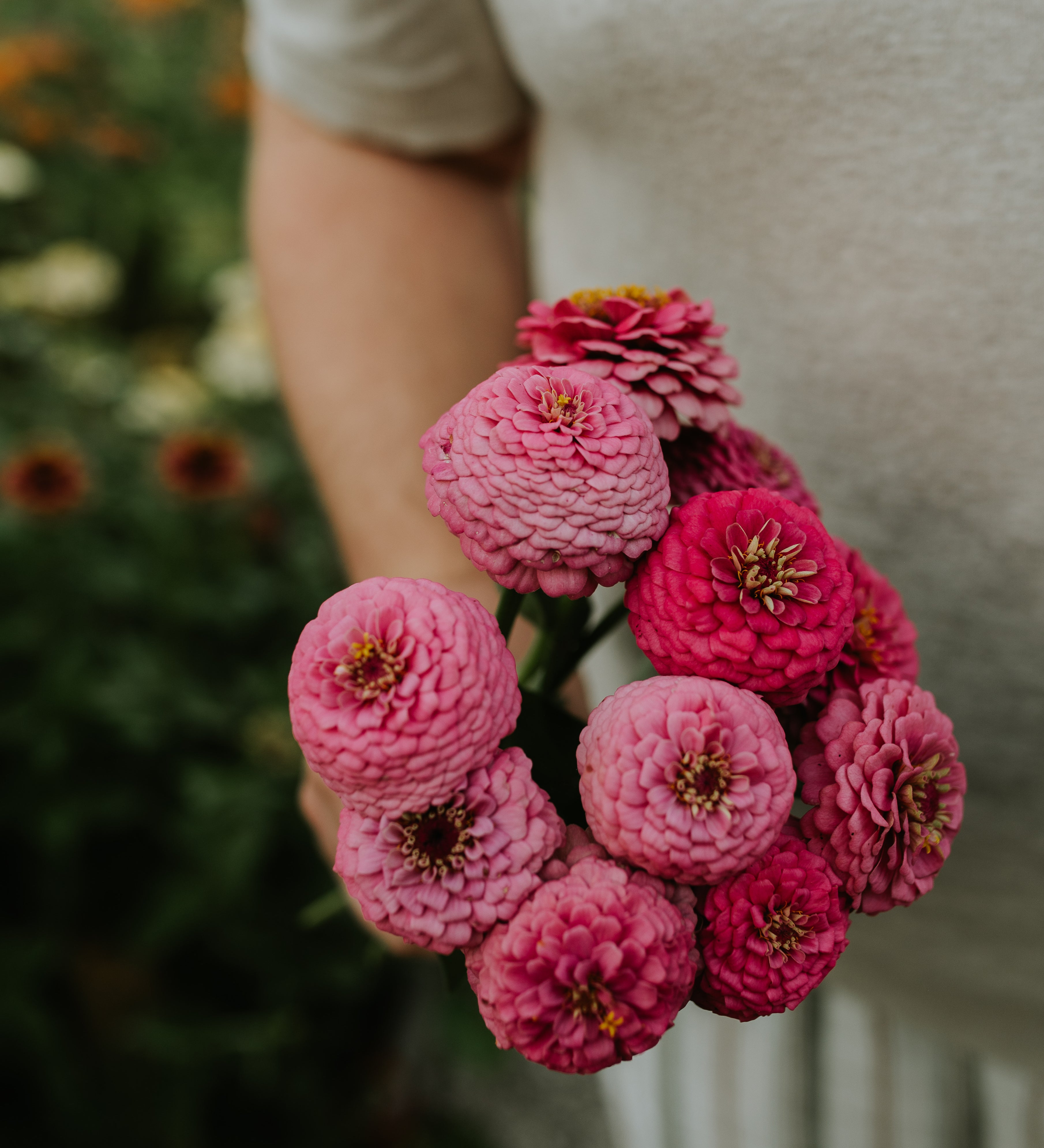 Zinnia elegans 'Oklahoma Pink'-Angelo