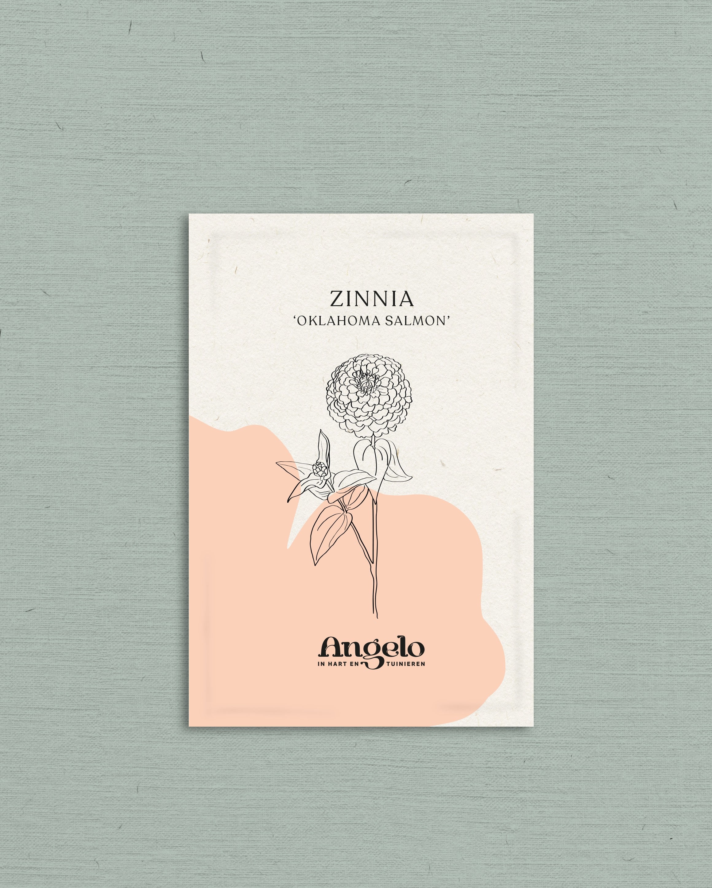 Zinnia elegans &