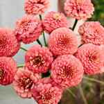 Zinnia elegans 'oklahoma salmon'-Angelo