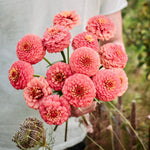Zinnia elegans 'oklahoma salmon'-Angelo