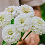 Zinnia elegans 'Oklahoma White'-Angelo