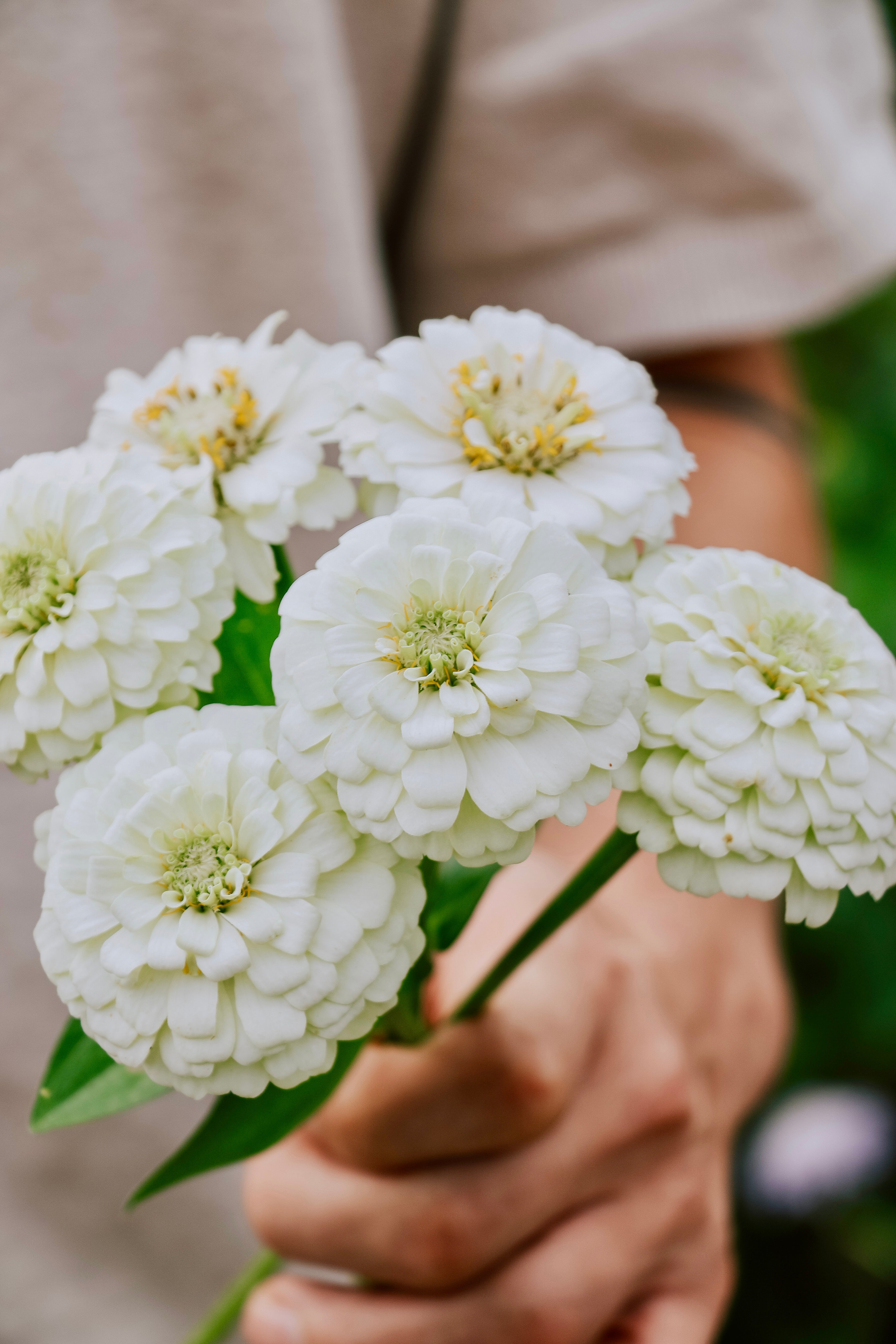 Zinnia elegans 'Oklahoma White'-Angelo