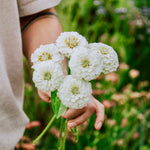 Zinnia elegans 'Oklahoma White'-Angelo