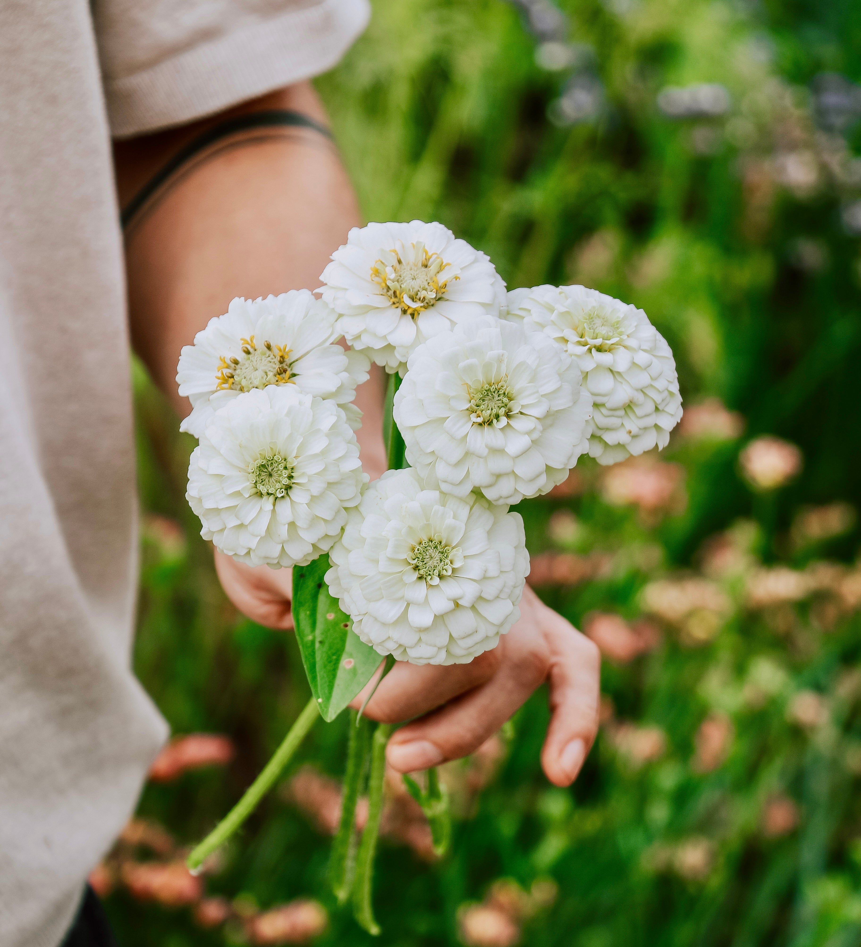 Zinnia elegans 'Oklahoma White'-Angelo