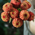 Zinnia elegans 'queen lime orange'-Angelo
