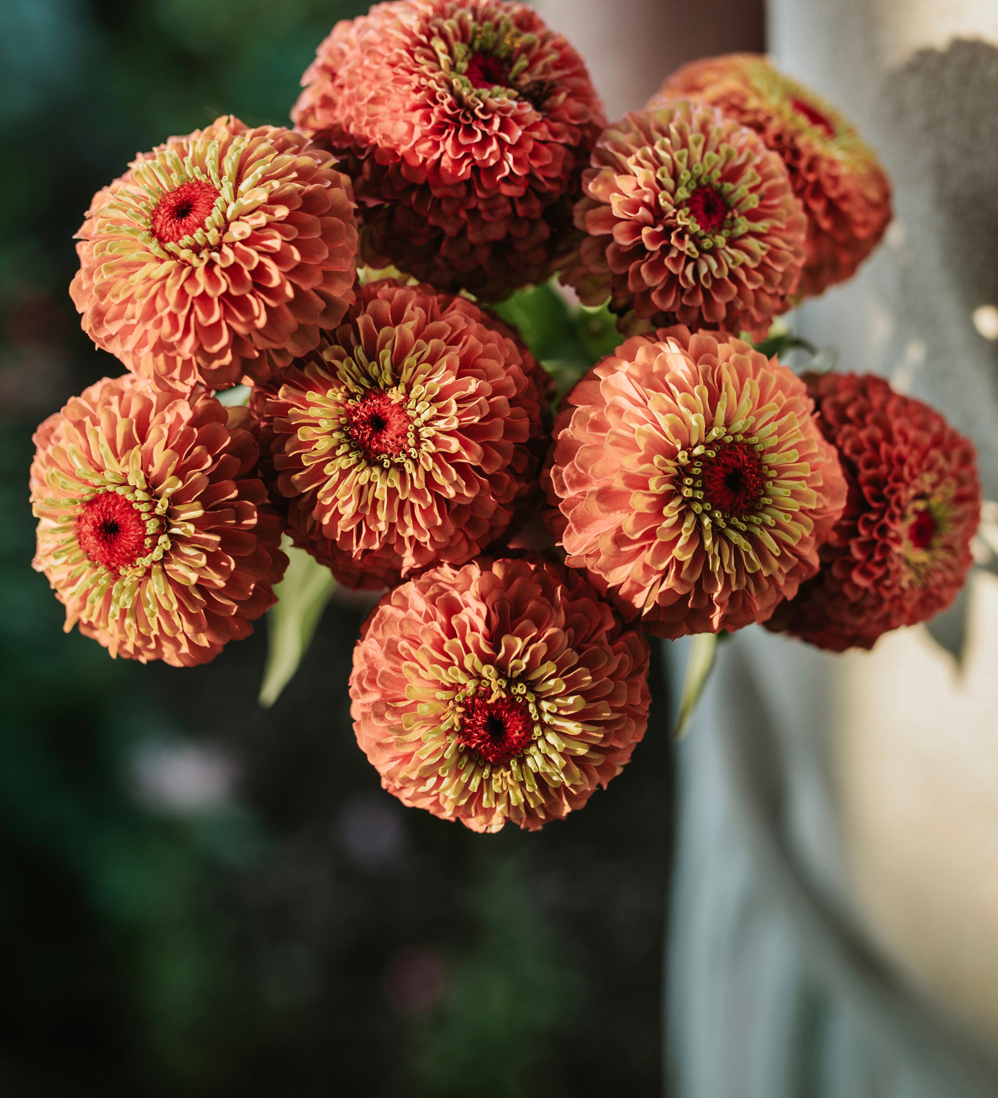 Zinnia elegans 'queen lime orange'-Angelo