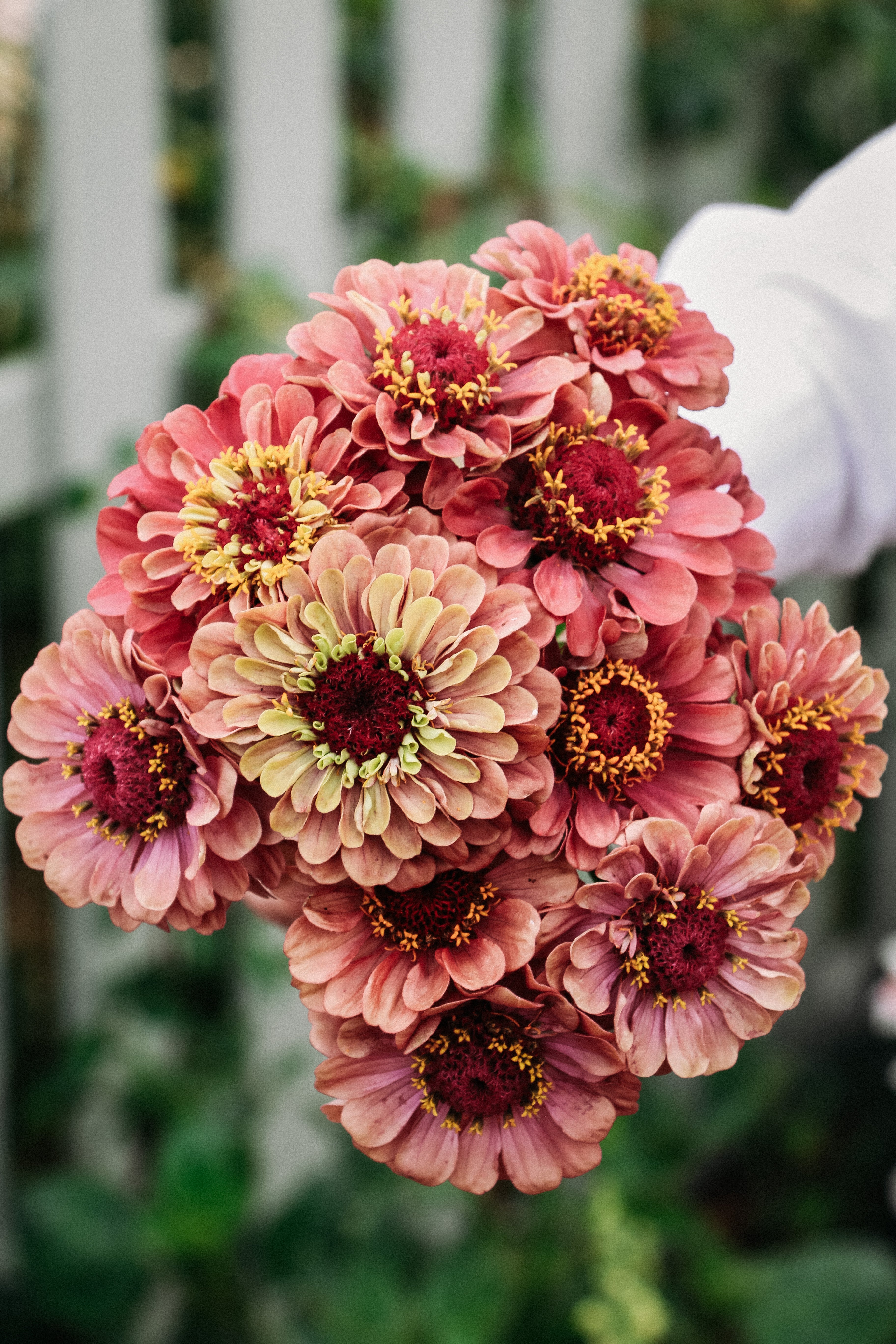 Zinnia Elegans 'queen red lime'-Angelo