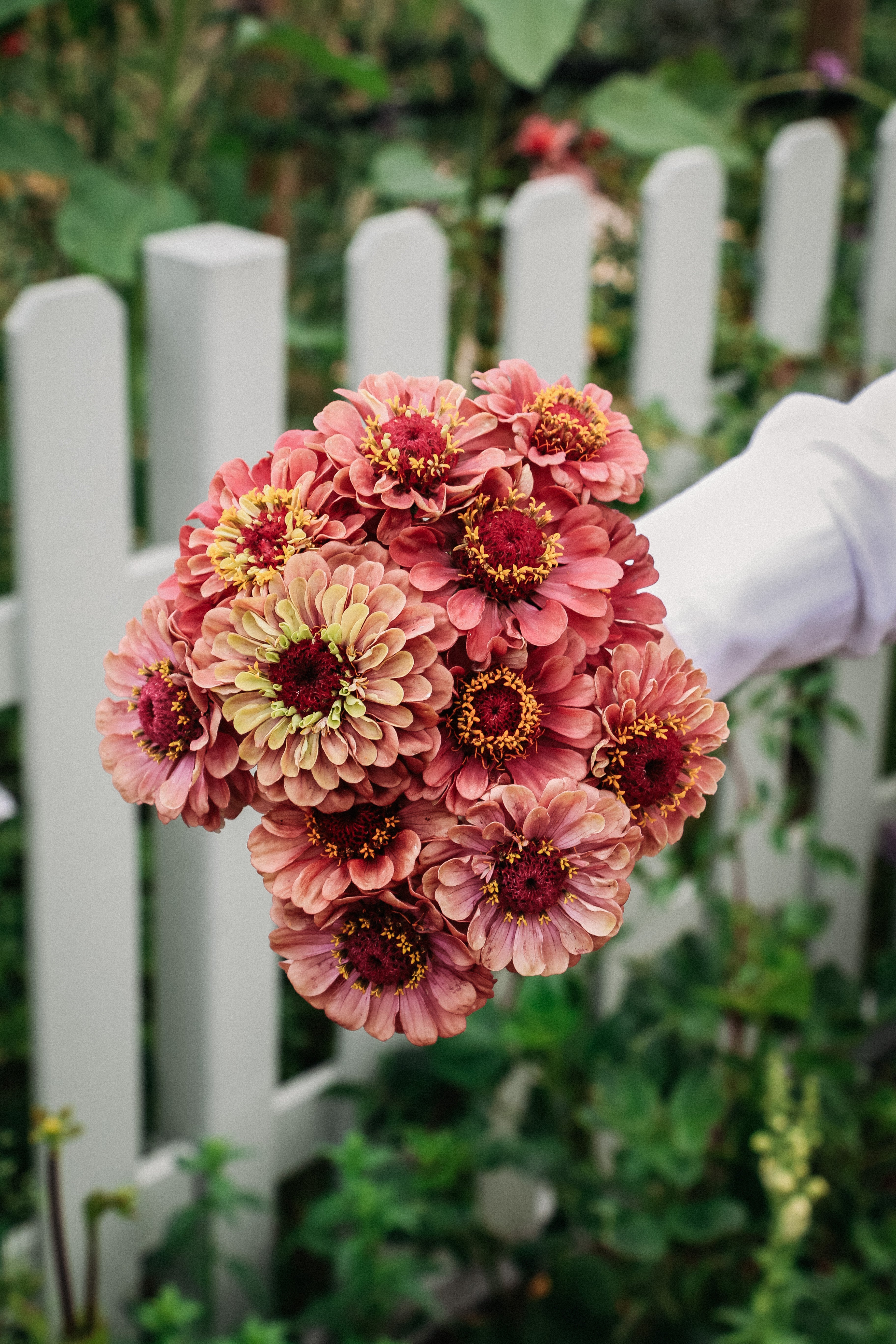 Zinnia Elegans 'queen red lime'-Angelo