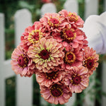 Zinnia Elegans 'queen red lime'-Angelo