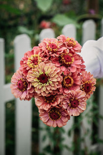Zinnia Elegans 'queen red lime'-Angelo