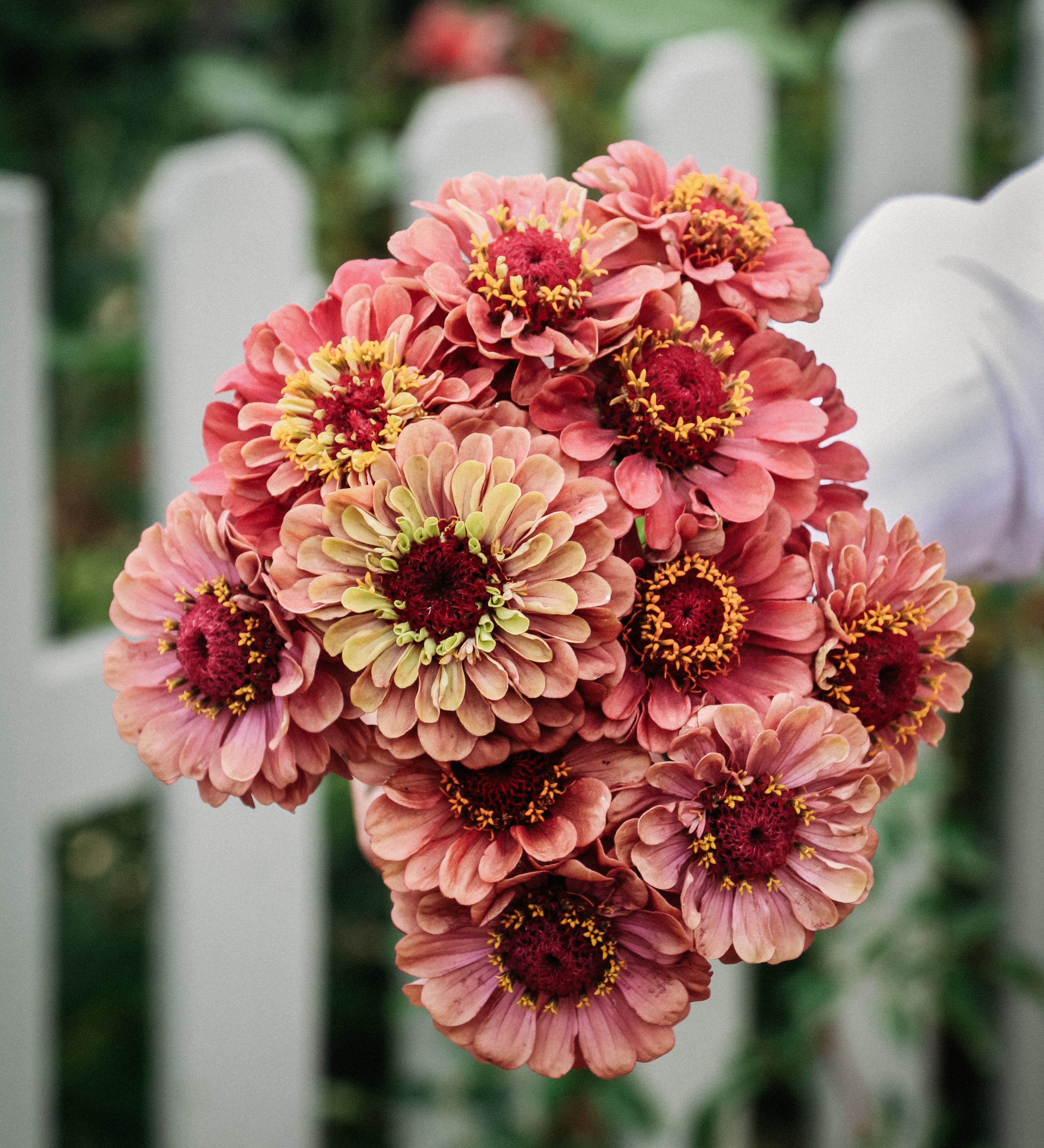 Zinnia Elegans 'queen red lime'-Angelo
