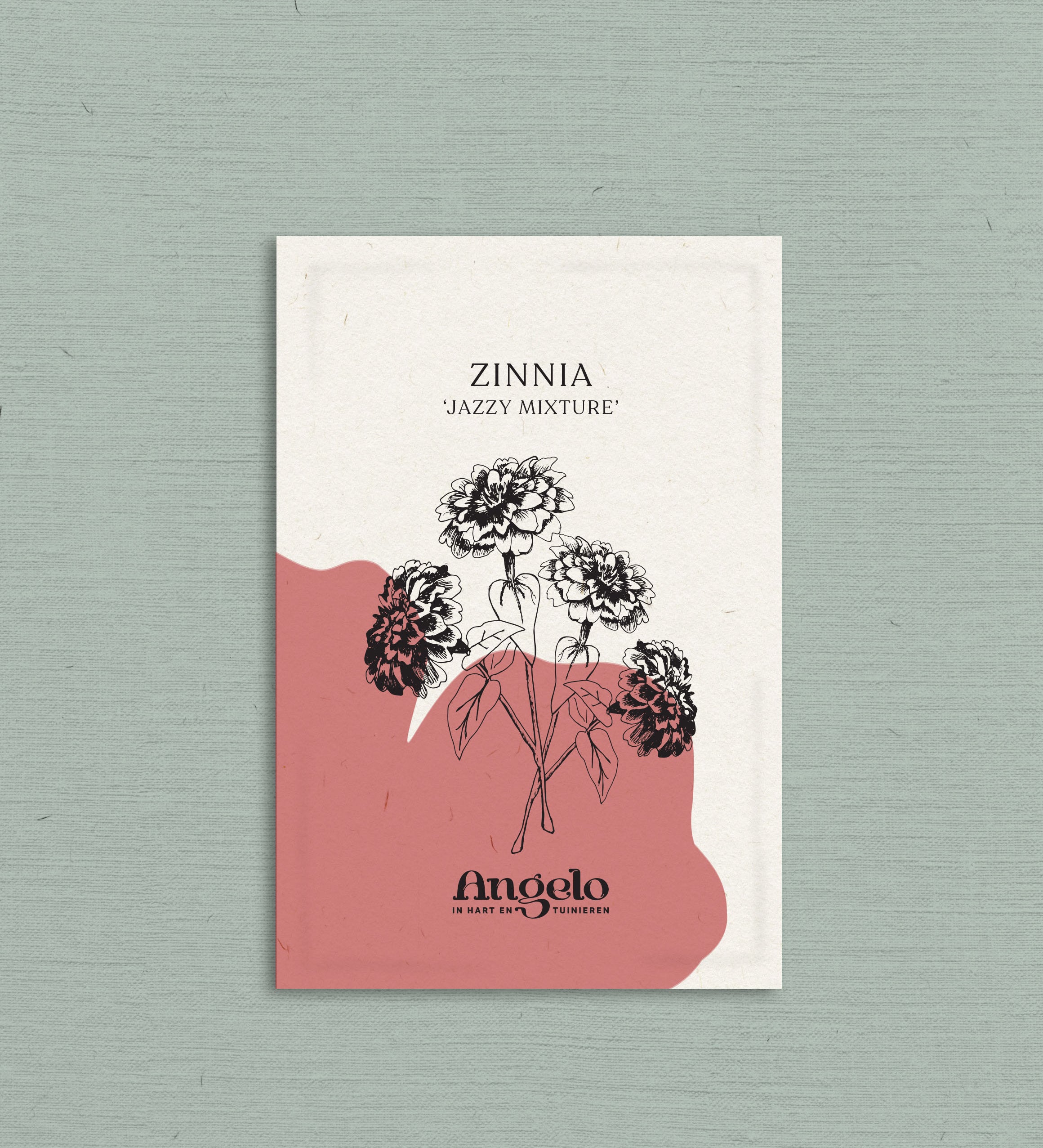 Zinnia haageana 'Jazzy Mixture'-Angelo
