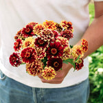 Zinnia haageana 'Jazzy Mixture'-Angelo