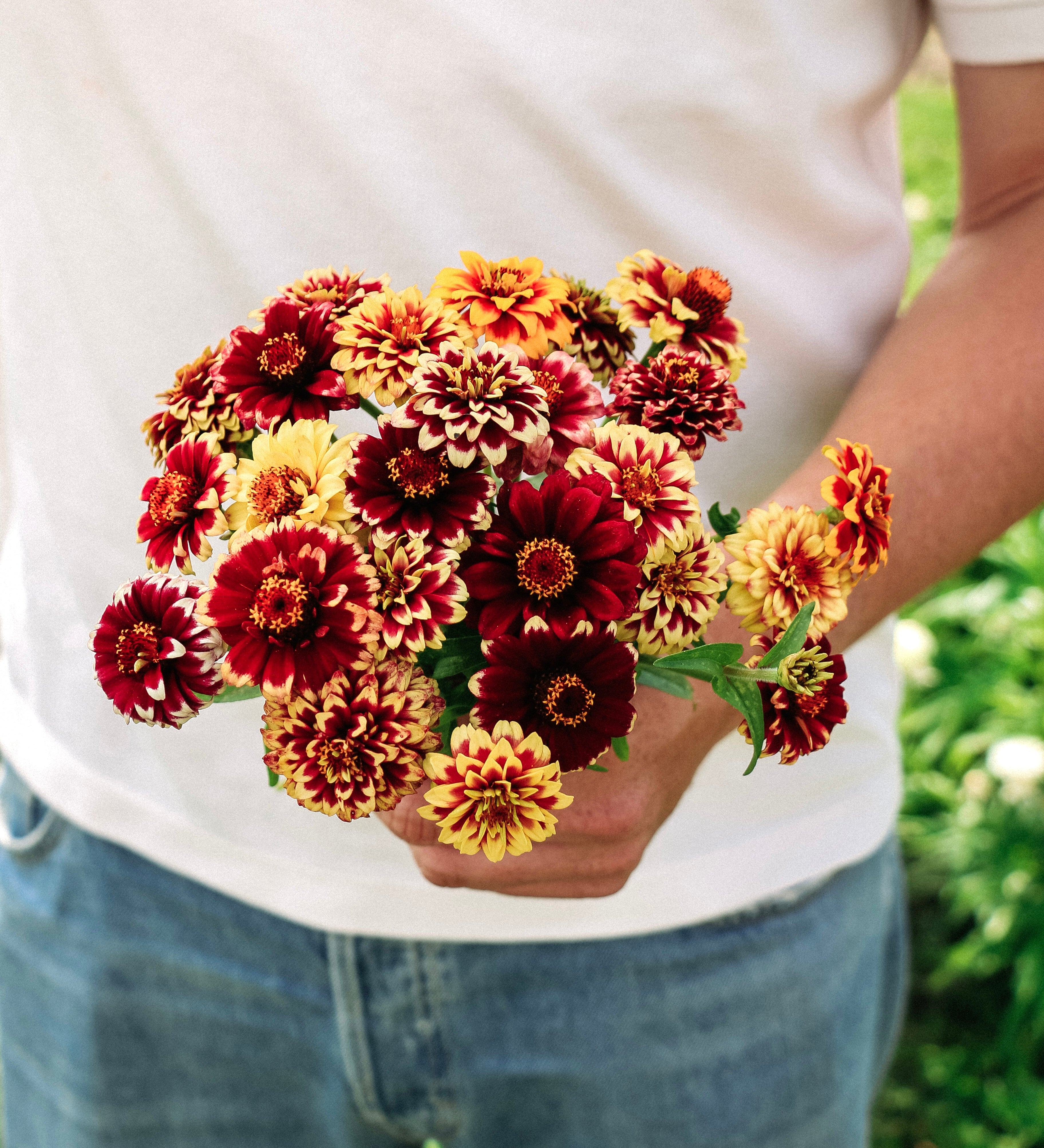 Zinnia haageana 'Jazzy Mixture'-Angelo
