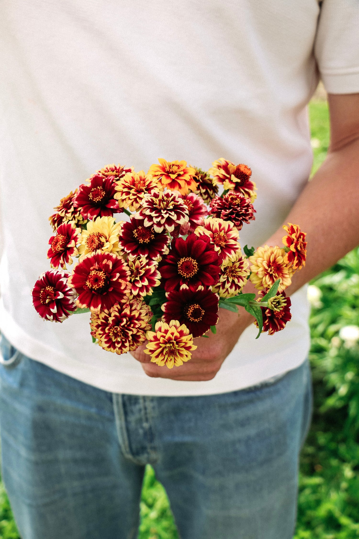 Zinnia haageana &