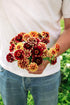 Zinnia haageana &