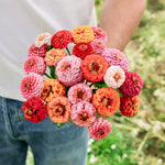 Zinnia elegans 'Lilliput Choice Mixed'-Angelo