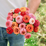 Zinnia elegans 'Lilliput Choice Mixed'-Angelo