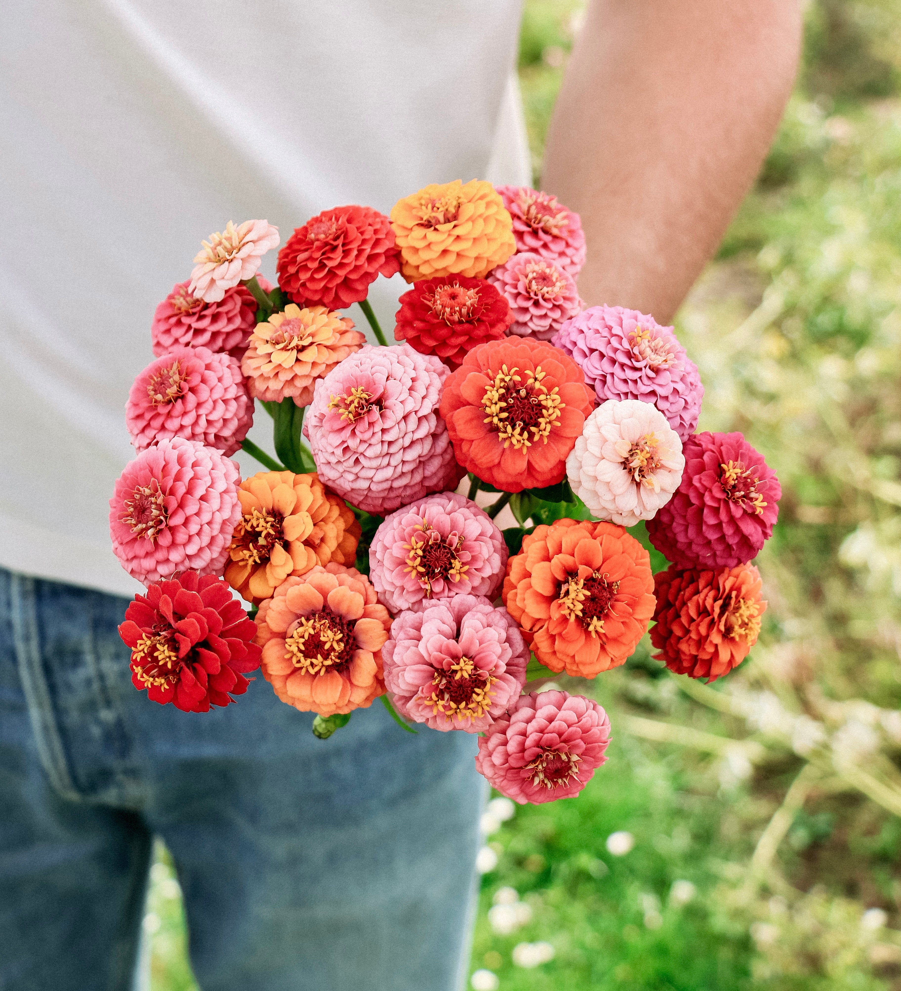 Zinnia elegans 'Lilliput Choice Mixed'-Angelo