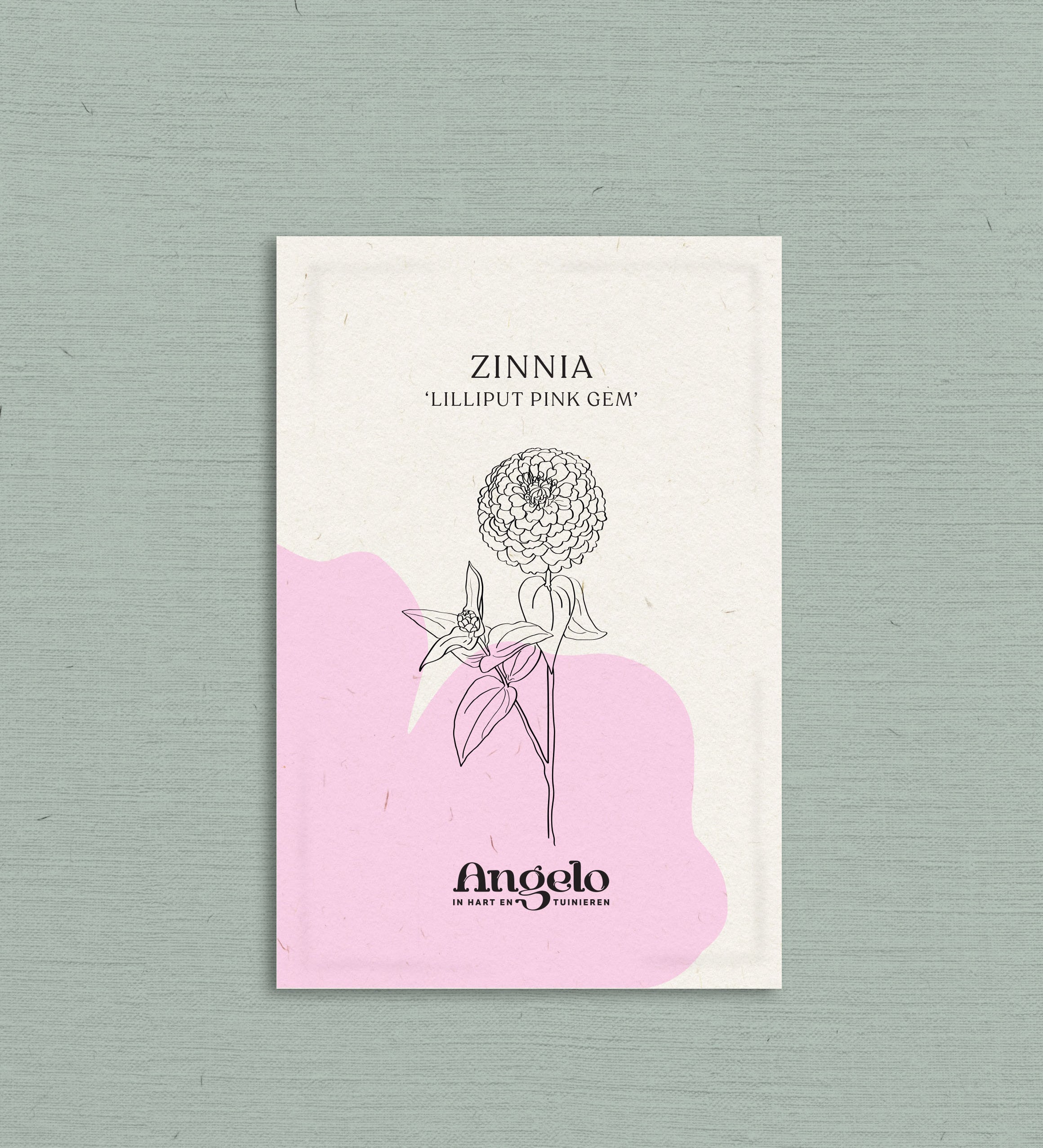 Zinnia lilliput 'Pink Gem'-Angelo
